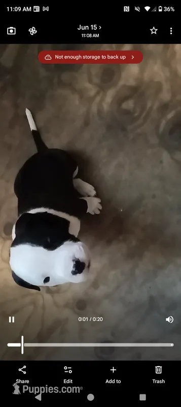 Puppy – American Bully puppy for sale in East Peoria, IL