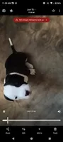 Puppy, a male American Bully for sale in East Peoria, IL – 1 of 2