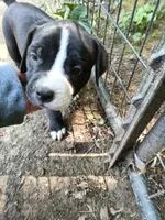 Puppy, a female American Bully for sale in East Peoria, IL – 2 of 4