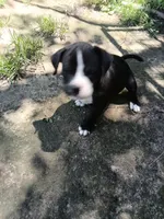Puppy, a female American Bully for sale in East Peoria, IL – 3 of 4