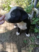 Puppy, a female American Bully for sale in East Peoria, IL – 3 of 4