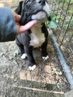 Puppy, a female American Bully for sale in East Peoria, IL – 1 of 4