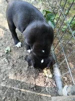 Puppy, a female American Bully for sale in East Peoria, IL – 4 of 4