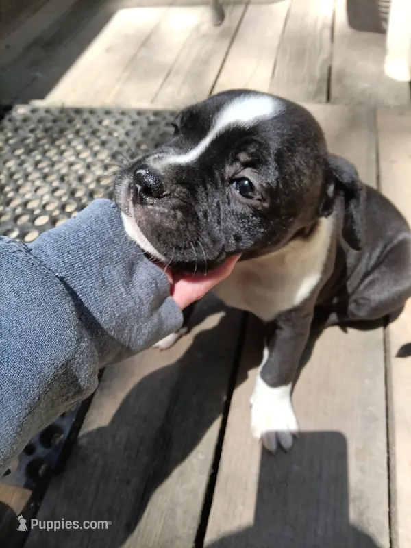 Puppy – American Bully puppy for sale in East Peoria, IL