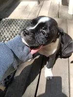 Puppy, a female American Bully for sale in East Peoria, IL – 1 of 2