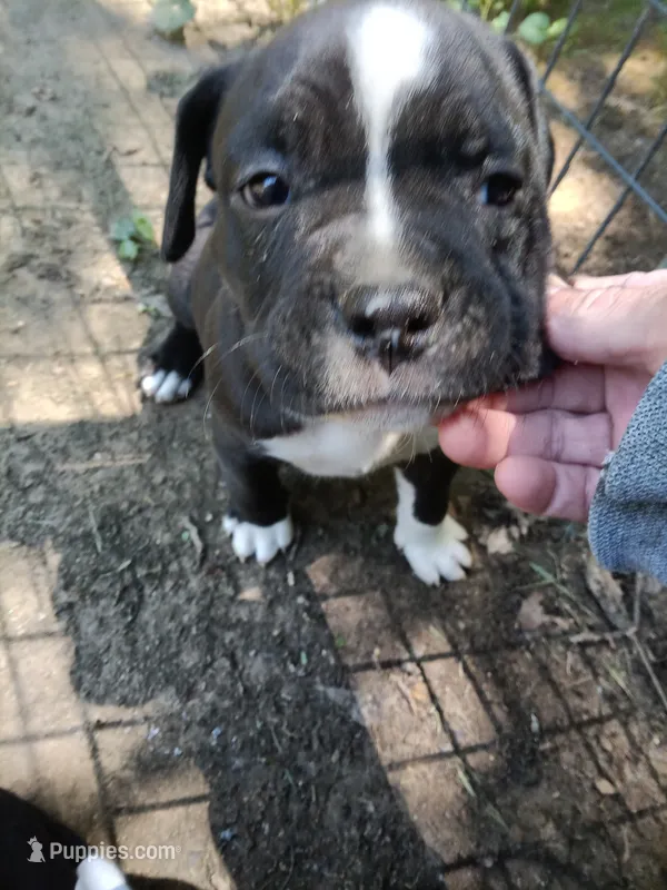 Puppy – American Bully puppy for sale in East Peoria, IL