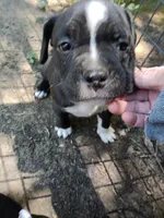 Puppy, a female American Bully for sale in East Peoria, IL – 1 of 3