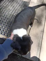Puppy, a female American Bully for sale in East Peoria, IL – 2 of 2