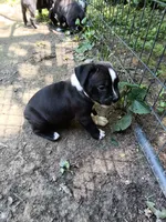 Puppy, a female American Bully for sale in East Peoria, IL – 2 of 3
