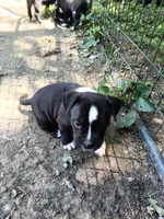 Puppy, a female American Bully for sale in East Peoria, IL – 3 of 3