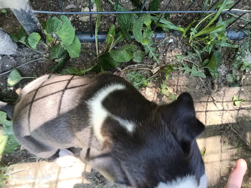 Puppy – American Bully puppy for sale in East Peoria, IL