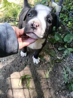 Puppy, a female American Bully for sale in East Peoria, IL – 2 of 4