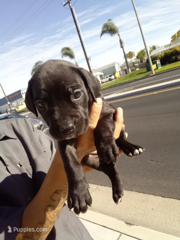 Bonnie – American Pit Bull Terrier, Cane Corso puppy for sale in Hemet, CA