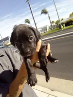 Bonnie, a female American Pit Bull Terrier and Cane Corso for sale in Hemet, CA – 1 of 1