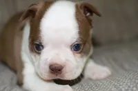 Ruby, a female Boston Terrier for sale in Mountain Grove, MO – 2 of 4