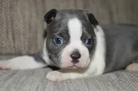 Luna, a female Boston Terrier for sale in Mountain Grove, MO – 4 of 4