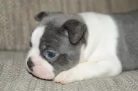 Luna, a female Boston Terrier for sale in Mountain Grove, MO – 2 of 4