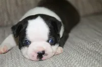 Harley , a male Boston Terrier for sale in Mountain Grove, MO – 3 of 3