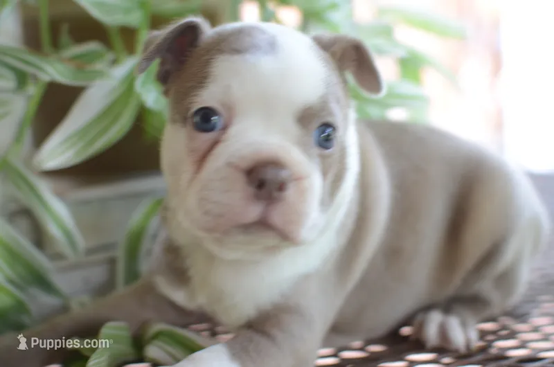 Bambi – Boston Terrier puppy for sale in Mountain Grove, MO
