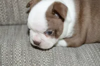 Ruby, a female Boston Terrier for sale in Mountain Grove, MO – 4 of 4