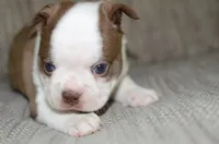 Ruby, a female Boston Terrier for sale in Mountain Grove, MO – 3 of 4