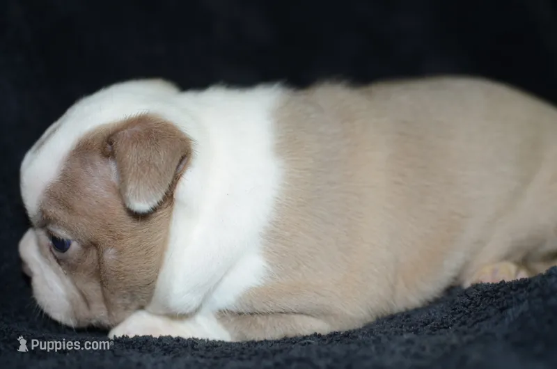 Bambi – Boston Terrier puppy for sale in Mountain Grove, MO