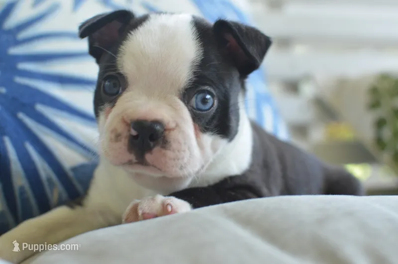 Harley  – Boston Terrier puppy for sale in Mountain Grove, MO