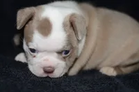 Bambi, a female Boston Terrier for sale in Mountain Grove, MO – 3 of 3