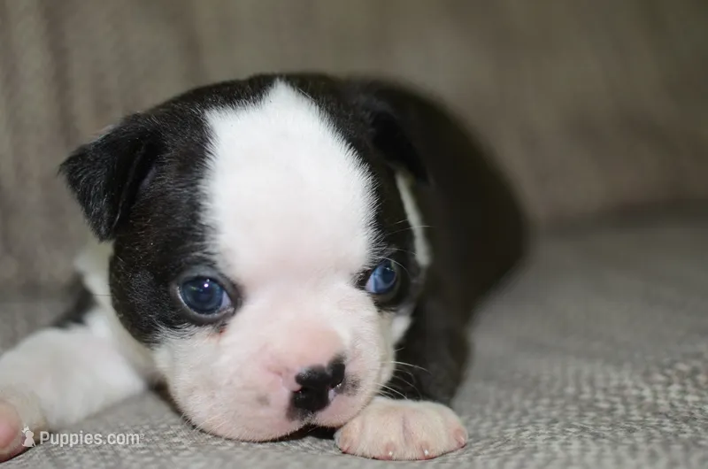 Harley  – Boston Terrier puppy for sale in Mountain Grove, MO