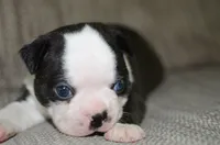 Harley , a male Boston Terrier for sale in Mountain Grove, MO – 1 of 3