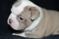 Bambi, a female Boston Terrier for sale in Mountain Grove, MO – 2 of 3
