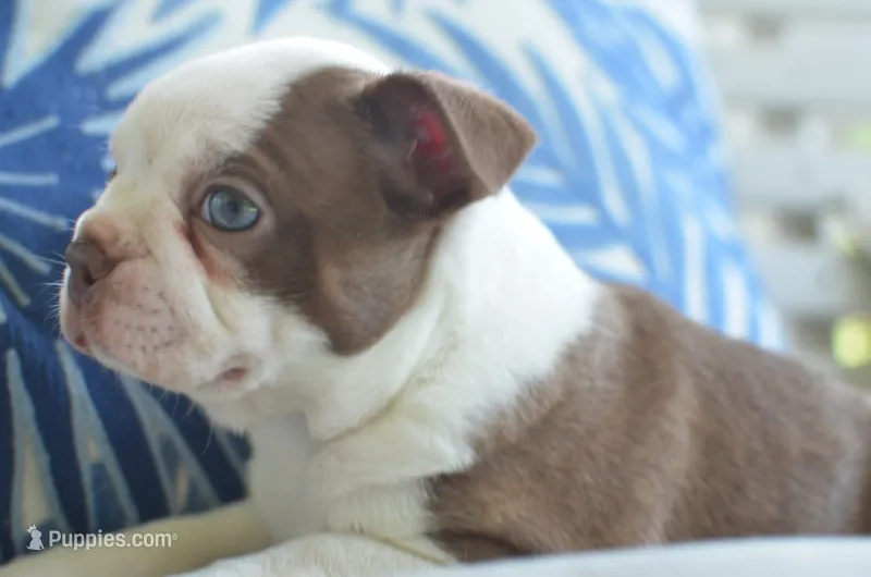 Ruby – Boston Terrier puppy for sale in Mountain Grove, MO