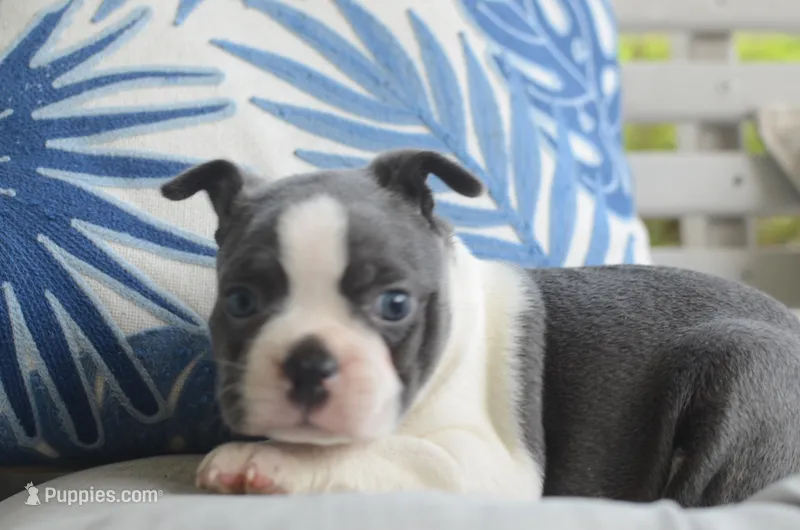 Luna – Boston Terrier puppy for sale in Mountain Grove, MO