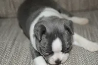 Luna, a female Boston Terrier for sale in Mountain Grove, MO – 3 of 4