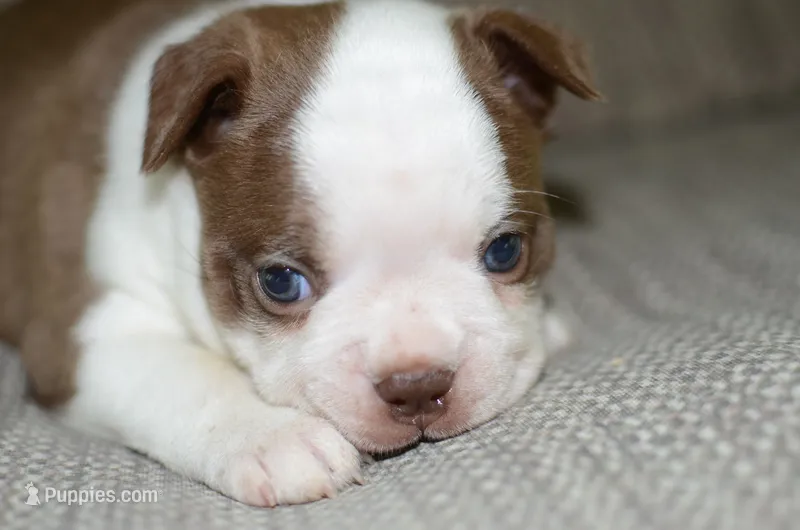 Ruby – Boston Terrier puppy for sale in Mountain Grove, MO