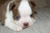 Ruby, a female Boston Terrier for sale in Mountain Grove, MO – 1 of 4