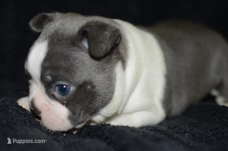 Luna – Boston Terrier puppy for sale in Mountain Grove, MO