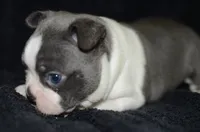 Luna, a female Boston Terrier for sale in Mountain Grove, MO – 1 of 4