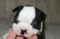 Harley , a male Boston Terrier for sale in Mountain Grove, MO – 2 of 3