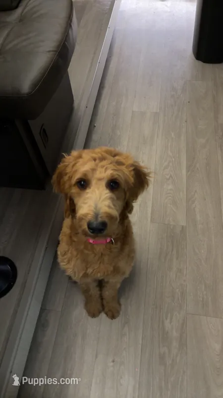 Langley  – Goldendoodle puppy for sale in Gerald, MO