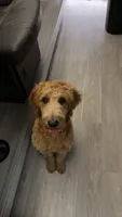 Langley , a female Goldendoodle for sale in Gerald, MO – 1 of 5