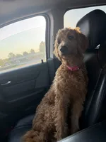 Langley , a female Goldendoodle for sale in Gerald, MO – 3 of 5