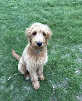 Langley , a female Goldendoodle for sale in Gerald, MO – 2 of 5