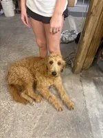 Langley , a female Goldendoodle for sale in Gerald, MO – 4 of 5