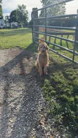 Langley , a female Goldendoodle for sale in Gerald, MO – 5 of 5