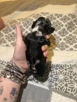 lucy , a female Cocker Spaniel for sale in Tampa, FL – 4 of 4