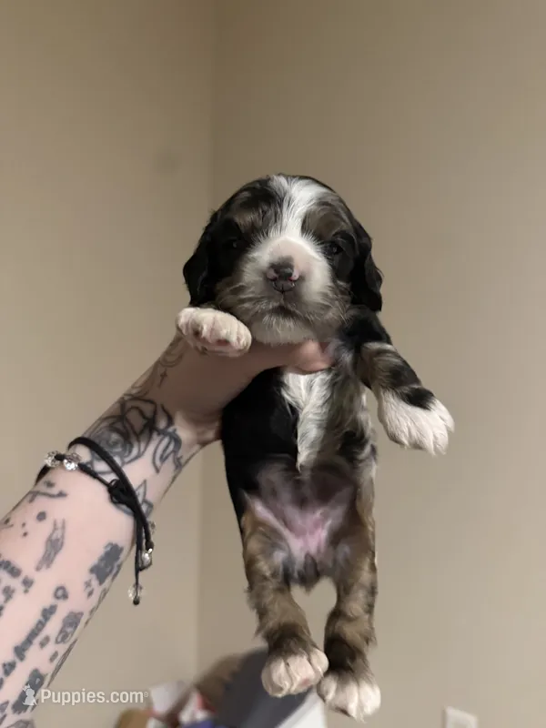 lucy (black and tan merle) – Cocker Spaniel puppy for sale in Tampa, FL