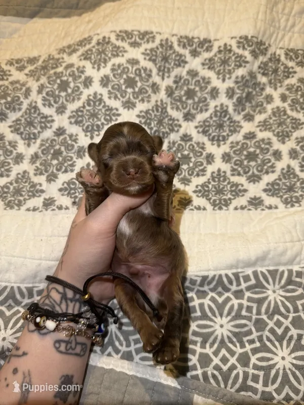 teddy – Cocker Spaniel puppy for sale in Tampa, FL
