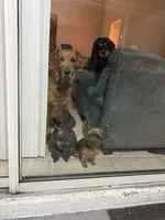 lady, a female Cocker Spaniel for sale in Tampa, FL – 3 of 4