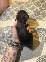 bear , a male Cocker Spaniel for sale in Tampa, FL – 3 of 4
